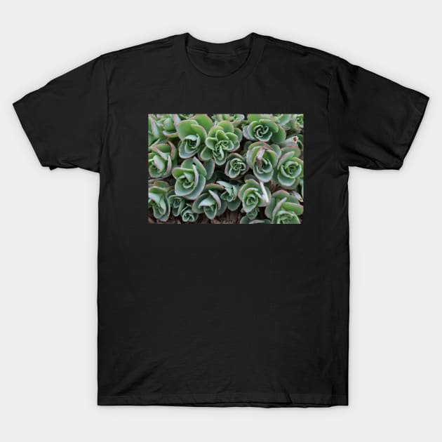 Garden Succulent Plants, Spring Time Plants, Garden Lover T-Shirt by Tenpmcreations